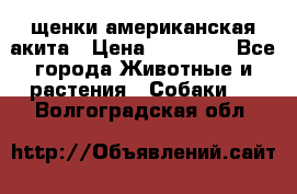 щенки американская акита › Цена ­ 30 000 - Все города Животные и растения » Собаки   . Волгоградская обл.